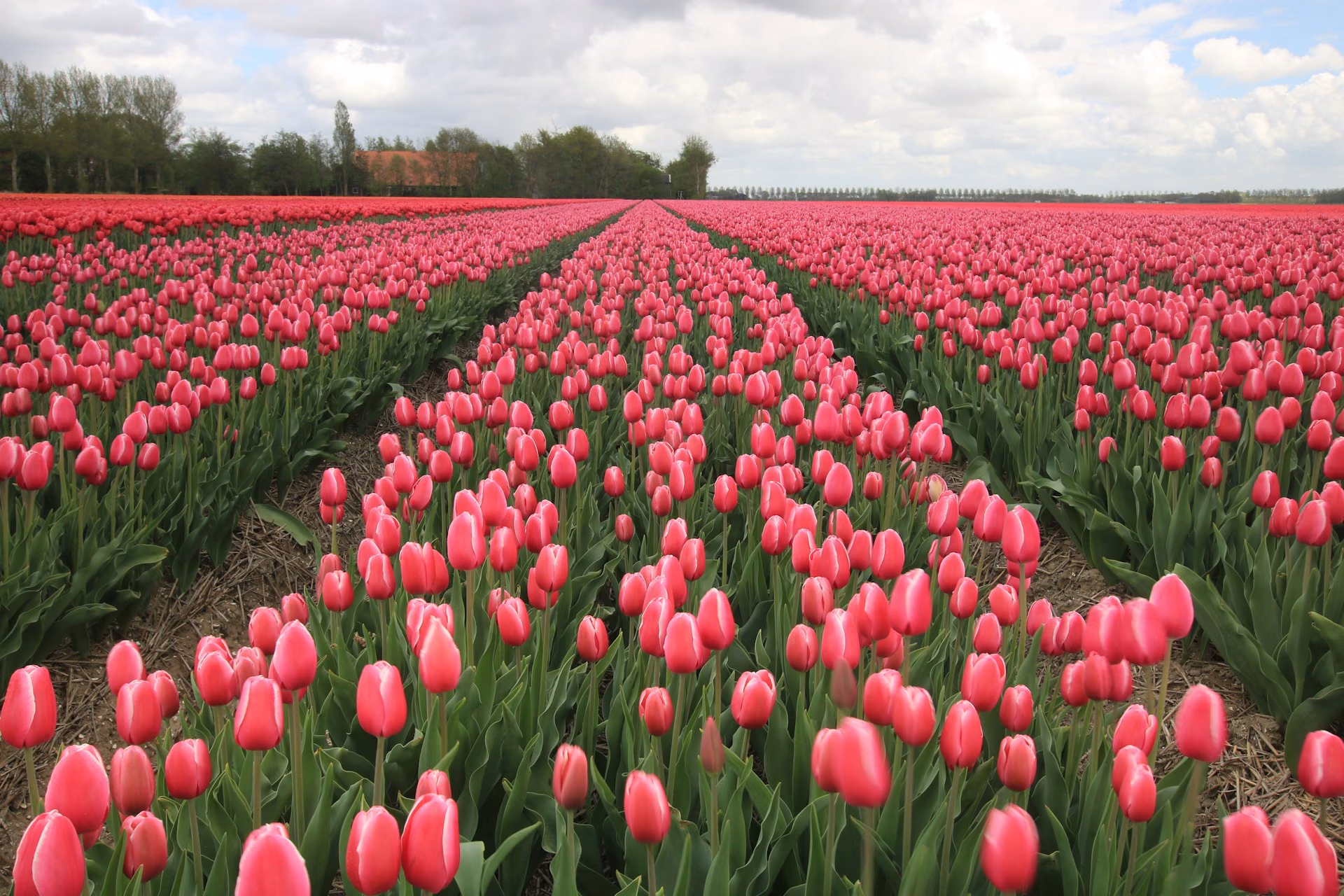 Tulip Package 5 Days 4 Nights